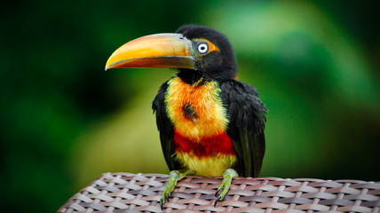 Close up fiery-billed Aracari at the jungle of Costa Rica, Uvita