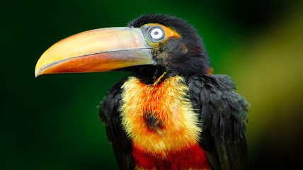 Close up fiery-billed Aracari at the jungle of Costa Rica, Uvita
