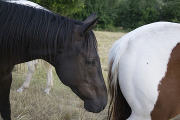 two horses