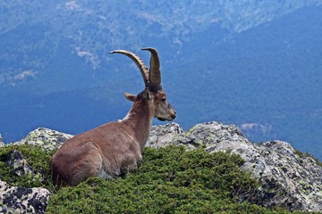 Macho o cabra montés (Capra pyrenaica).
