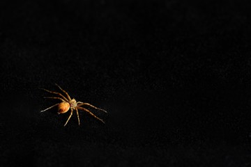 Scary spider isolated on black background