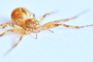 Predatory spider isolated on white background