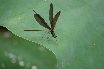ハグロトンボのメス