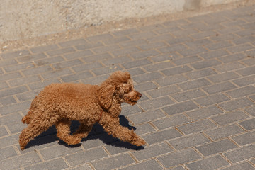 ginger poodle running in street during day