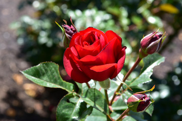 Rote Rose