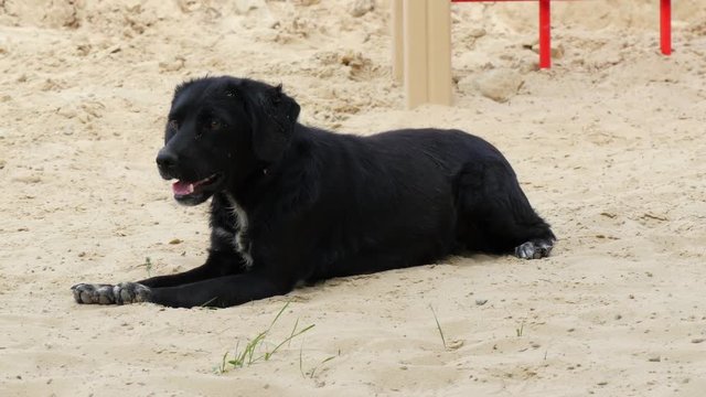 The black old dog lies on the sand in the hot summer.