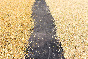 Coffee beans drying in the sun
