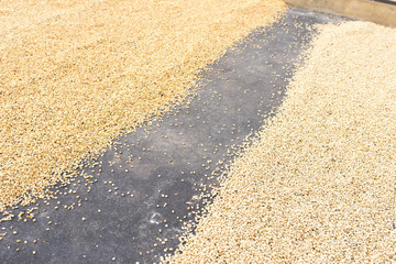 Coffee beans drying in the sun