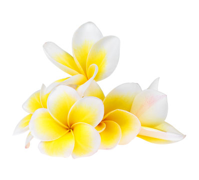 Frangipani flower isolated on white background