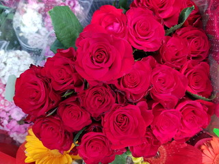 roses,flowers,