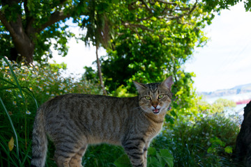 木陰の猫