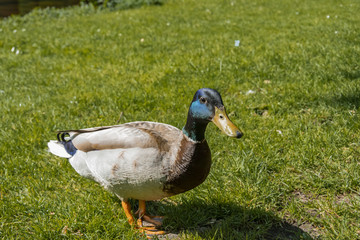 Close-up profile view of a duck. netherlands holland