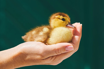 A woman is holding a yellow little duckling in the palm of a hand on a green background. An employee of a poultry farm inspects a new batch of ducklings
