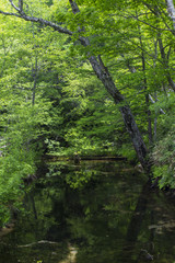 上高地大正池畔の森／長野県松本市