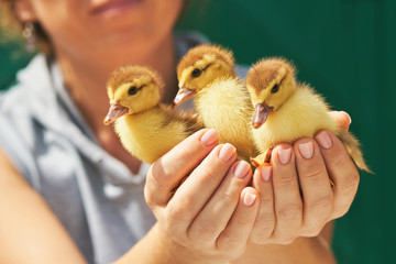 A woman is holding in her hands three yellow little ducklings on a green background. An employee of...