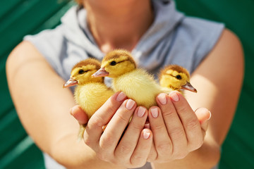 A woman is holding in her hands three yellow little ducklings on a green background. An employee of...