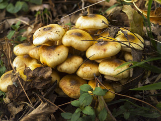 Honey mushrooms in the forest
