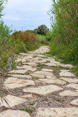 Narrow terrain heading to wilderness. Grass and falling leaves covering the pavement. Rough block...