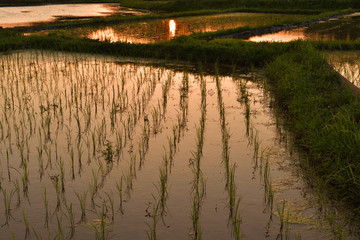 Sunset of the rice field of Japan