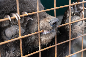 Angry Kamchatka brown bear (Ursus arctos piscator) keeps paws with large claws for an aviary...