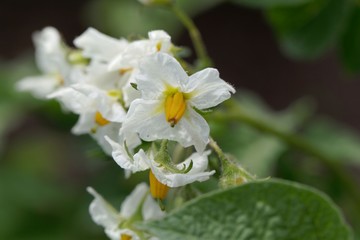 Flowers of a potato plant