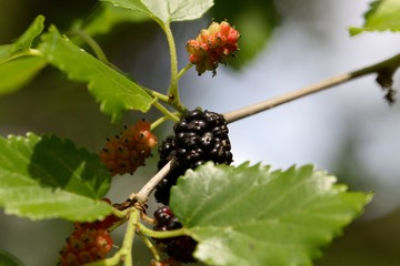 Fruits of a black mulberry tree (Morus nigra)
