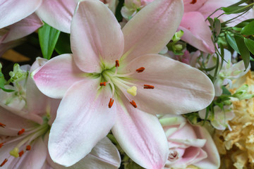 Head of Pink Lily Blossom