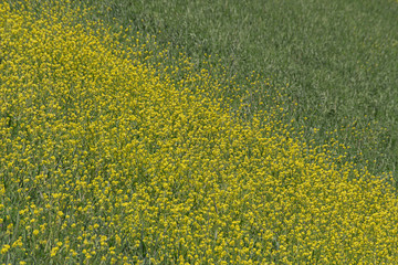 Campo bicolor, en primavera