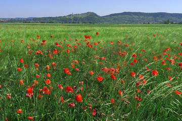 Klatschmohn im Neckartal
