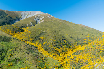 Yellow flower over mountain New Zealand summer season natural landscape background