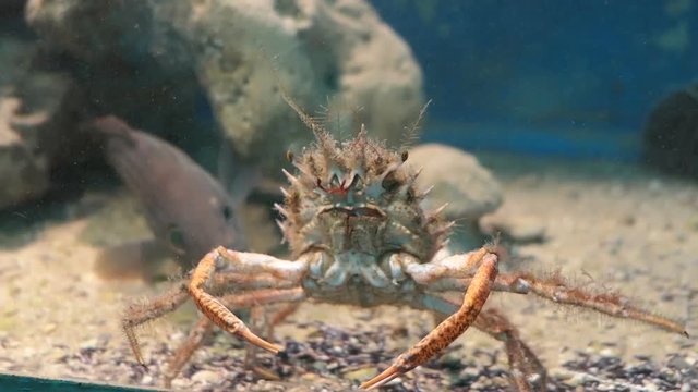 European spider crab (Maja squinado)
