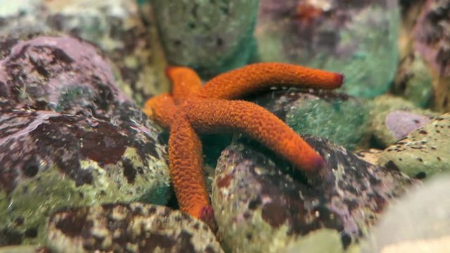 Echinasteridae starfish at corfu island crawling between rocks