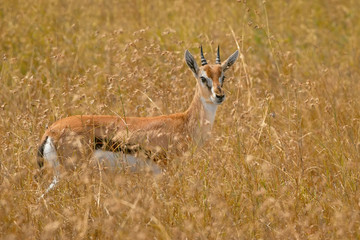 African thomson's gazelle