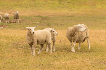 Cute young sheep over green glass field