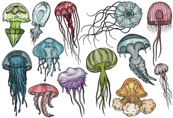 Fototapeta premium Zestaw meduzy. Kolekcja morska.