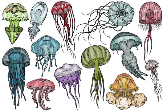 Jellyfish set. Sea collection.