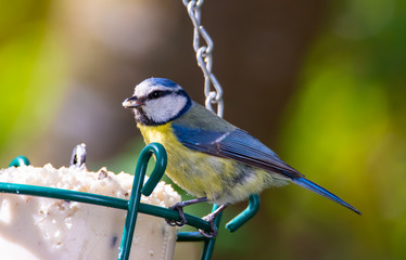 Obraz premium Blue tit bird at a bird feeder