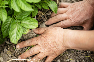 畑仕事をする働き者の手
