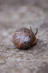 Snail