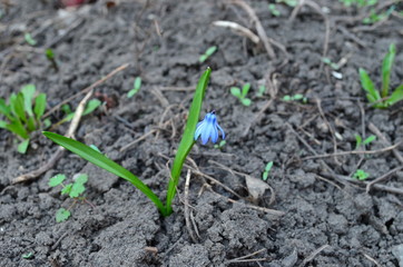 Scilla siberica