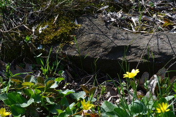 Rock and flower