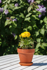 Flower on a garden table