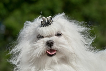 portrait dog maltese