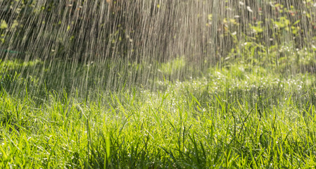 Fresh raindrops and summer green garden
