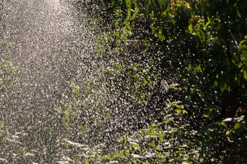 Care of the summer garden. Watering the lawn