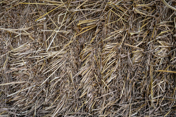 Rice straw stack over it for texture background. vintage style for design.