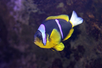 Fototapeta na wymiar Clarks Anemone Fish