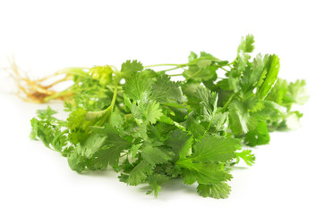 Coriandrum sativum leaves