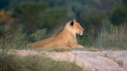 Löwin liegt im Graß in der afrikanischen Savanne