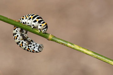 chenille papillon Machaon